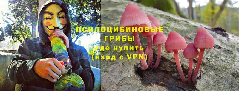 Галлюциногенные грибы Cubensis  Козельск 